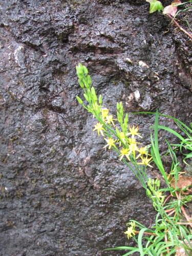 Bog asphodel (Narthecium ossifragum)