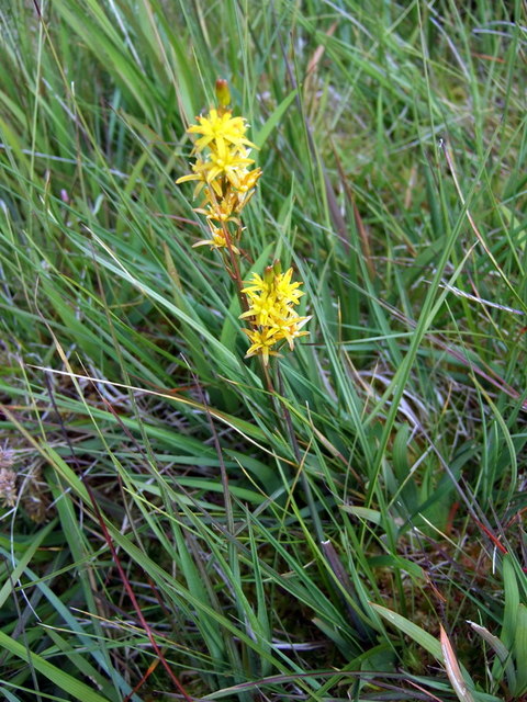 Bog asphodel: Bog asphodel (Narthecium ossifragum) This yellow-starred flower is a member of the lily family and grows in acid peat bogs such as here on Carningli Common. It