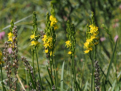Bog asphodel (Narthecium ossifragum)