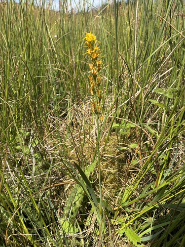 Bog asphodel (Narthecium ossifragum)