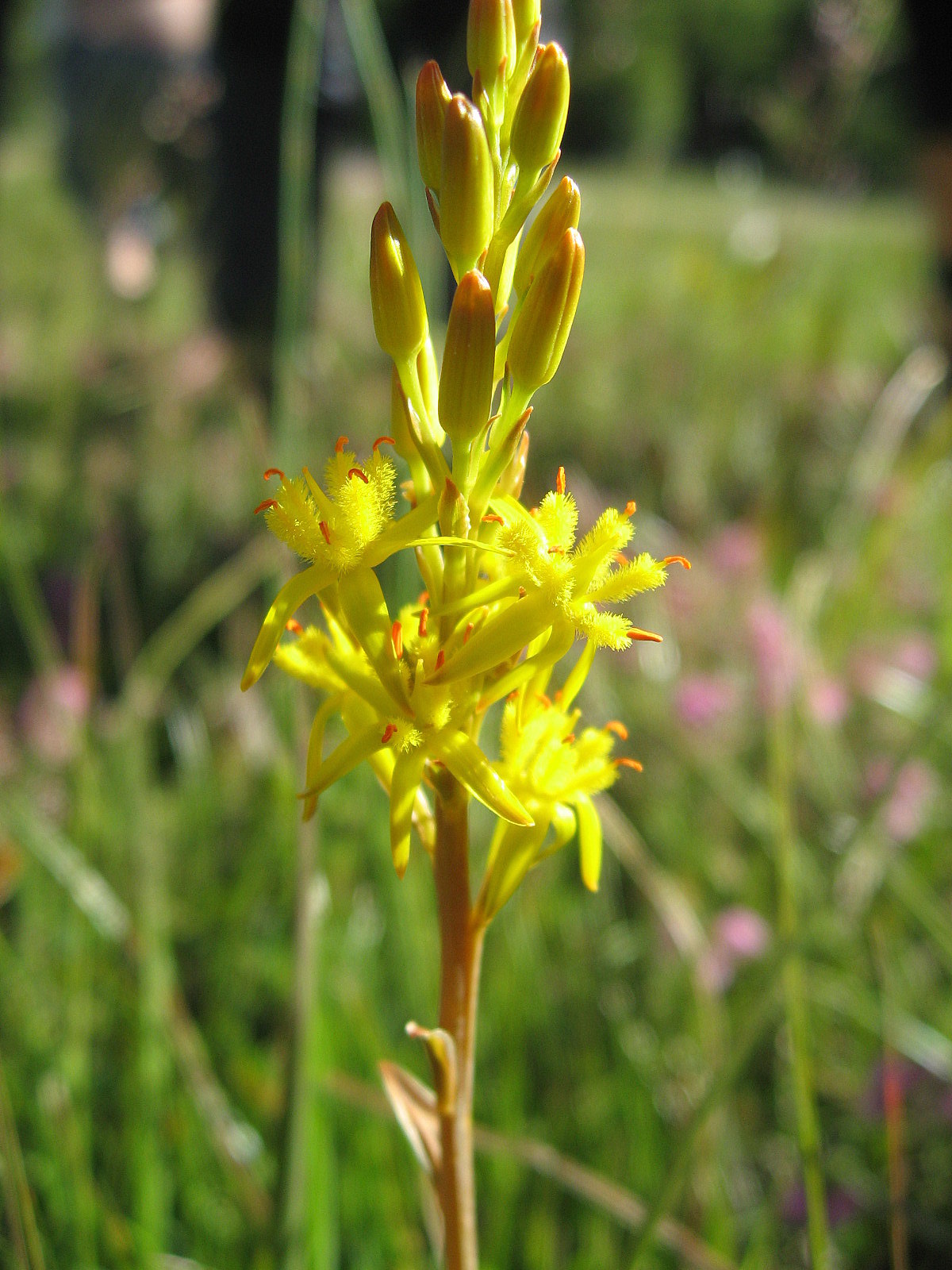 Bog asphodel: Beinbrech