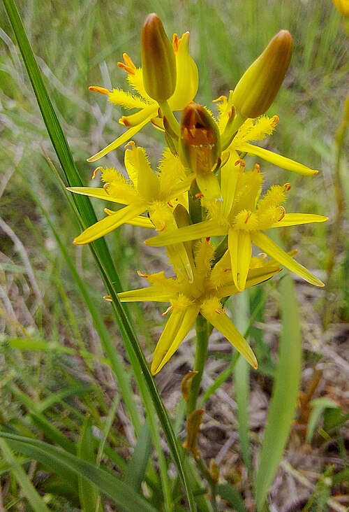 Bog asphodel: Bog-asphodel, "Southern Heath Nature Park", Germany