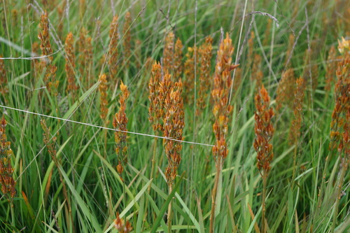 Bog asphodel (Narthecium ossifragum)