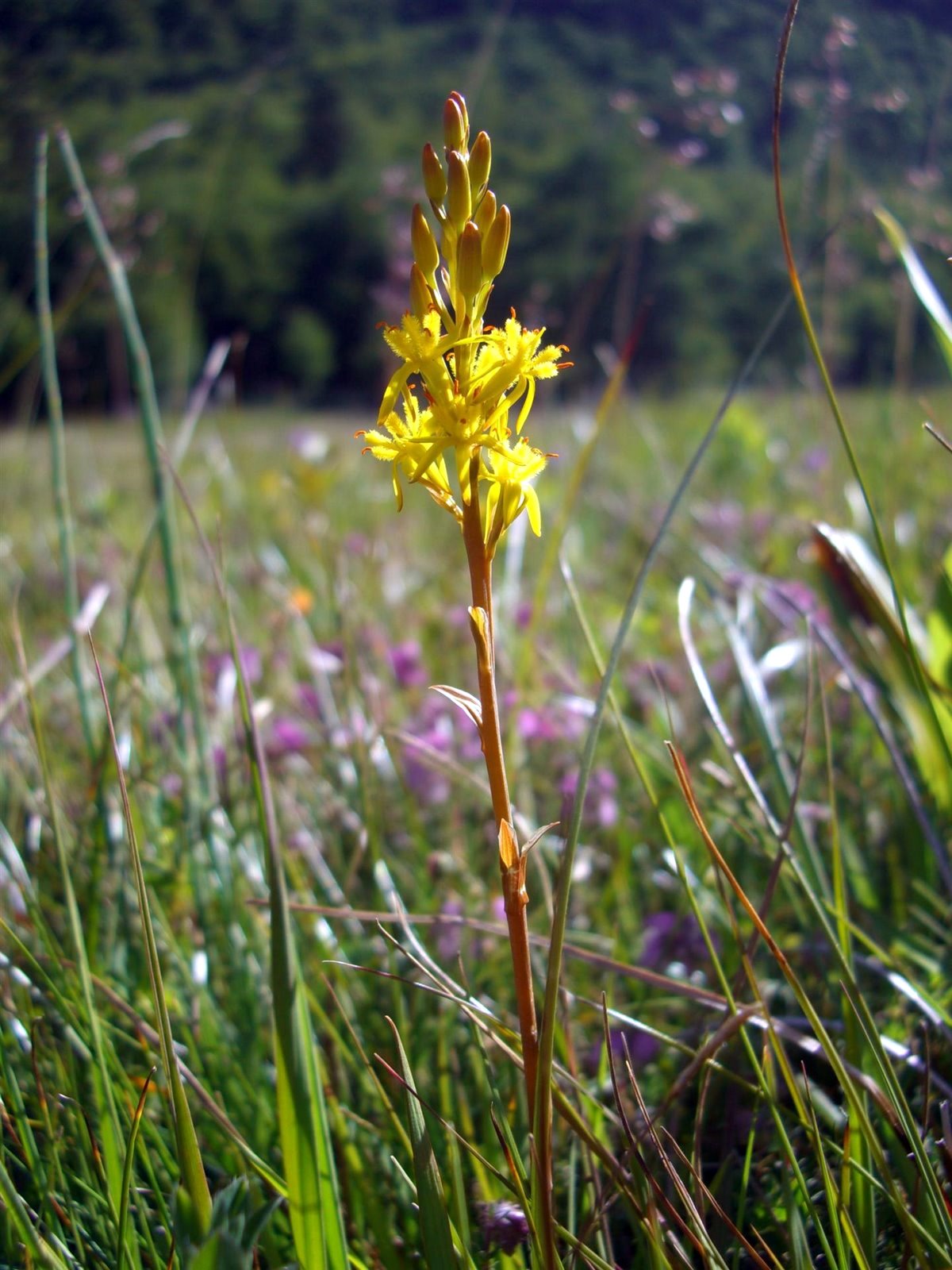 Bog asphodel: Beinbrech