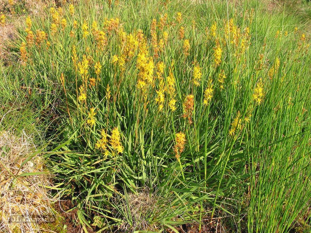 Bog asphodel (Narthecium ossifragum)