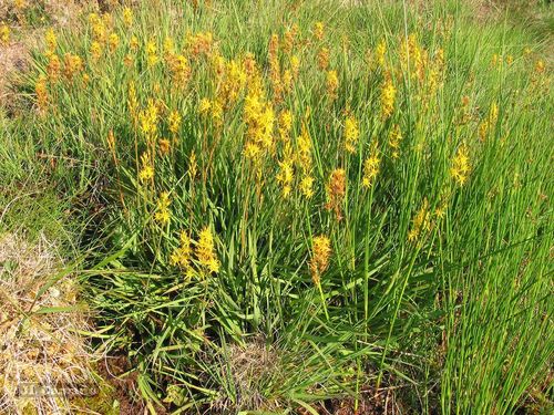 Bog asphodel (Narthecium ossifragum)
