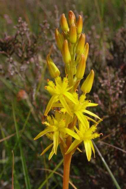 Bog asphodel: Bog asphodel (Narthecium ossifragum), Cranes Moor, New Forest Bog asphodel grows in acid bogs and wet heaths, and flowers in the summer. There are many specimen