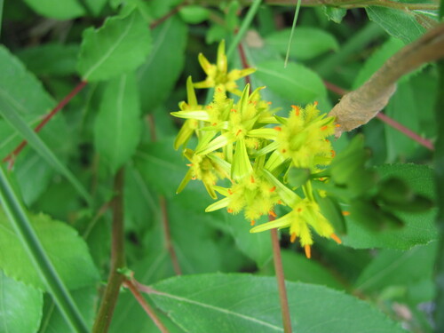 Bog asphodel (Narthecium ossifragum)