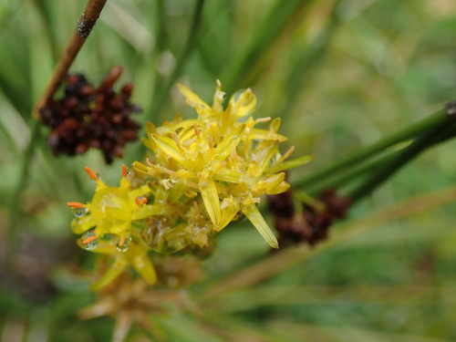 Bog asphodel (Narthecium ossifragum)