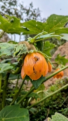 Nasa callacallensis (Nasa callacallensis)