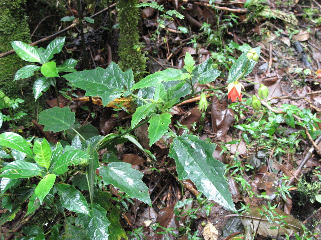 Nasa calycina (Nasa calycina)