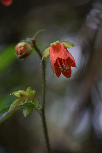 Nasa calycina (Nasa calycina)