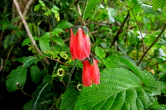 Nasa carnea (Nasa carnea)