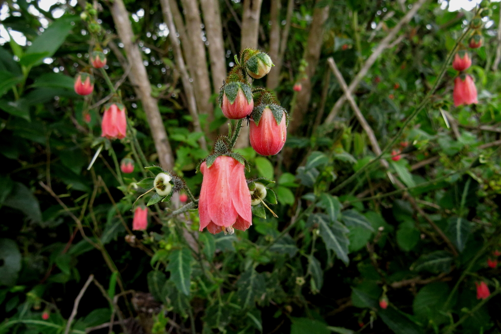 Nasa carnea (Nasa carnea)