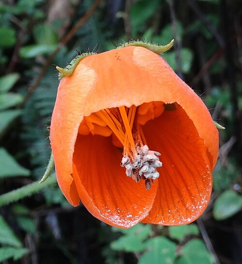 Nasa grandiflora: Planta de uso medicinal