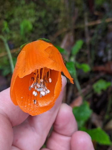Nasa grandiflora (Nasa grandiflora)