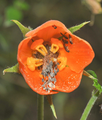 Nasa grandiflora (Nasa grandiflora)