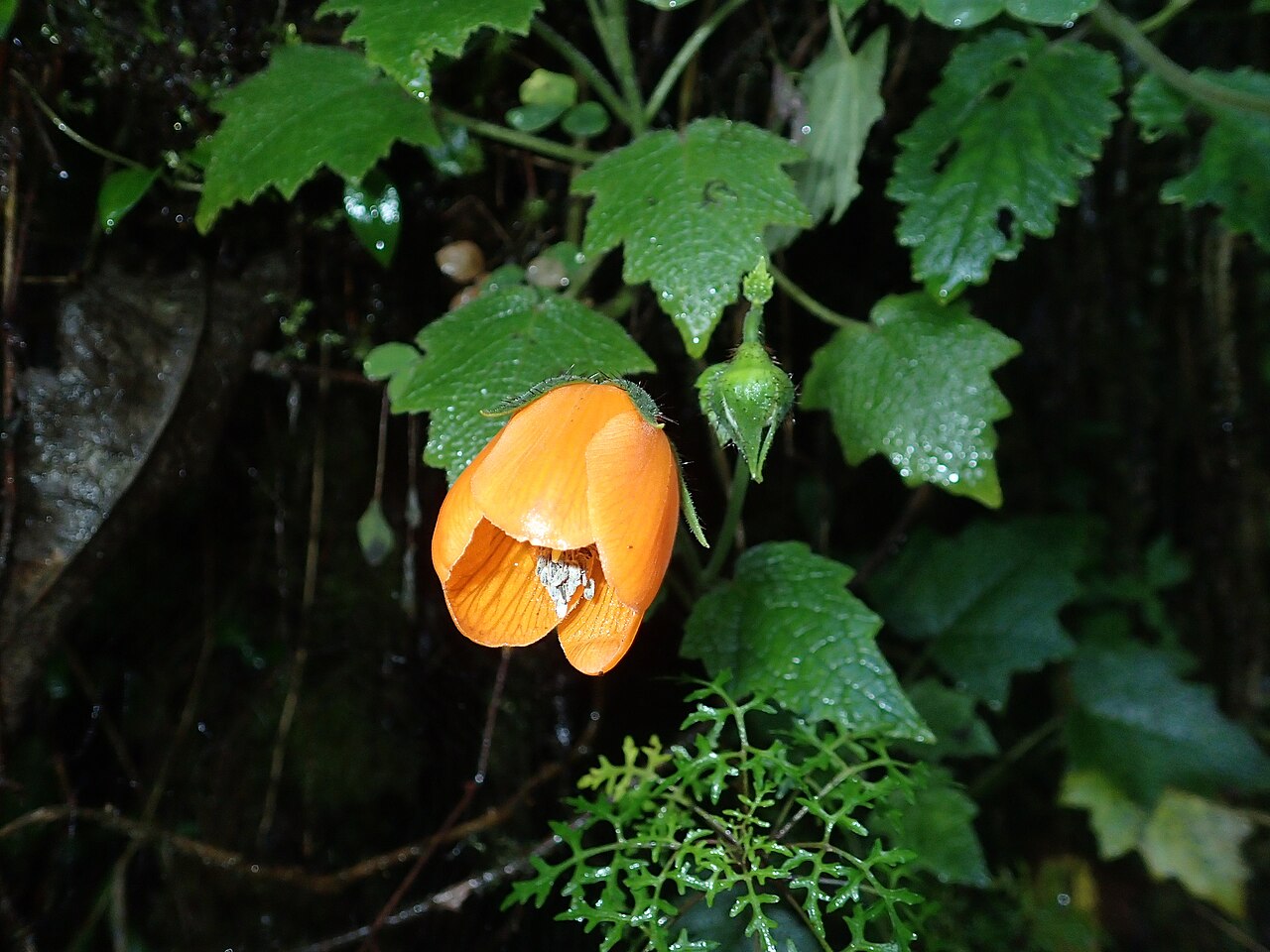 Nasa grandiflora: Nasa grandiflora