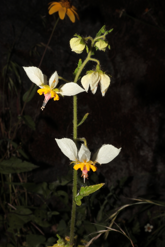 Nasa hastata (Nasa hastata)