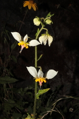 Nasa hastata (Nasa hastata)