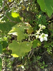 Nasa herzogii (Nasa herzogii)