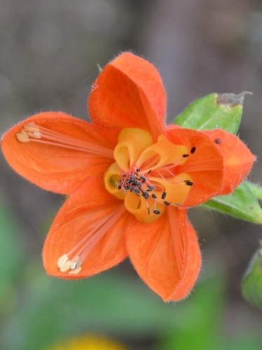 Nasa olmosiana (Nasa olmosiana)
