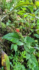 Nasa pascoensis (Nasa pascoensis)