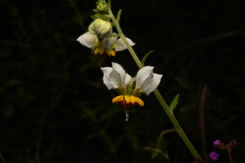 Nasa poissoniana (Nasa poissoniana)