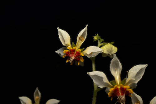 Nasa poissoniana (Nasa poissoniana)
