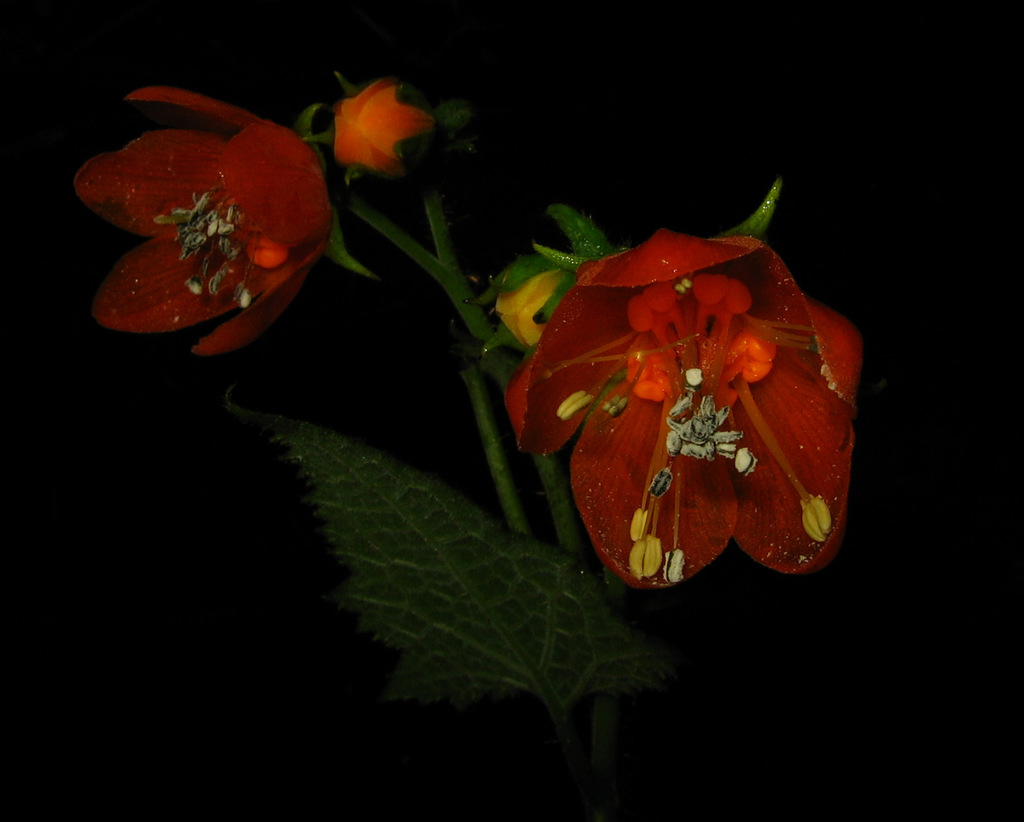 Nasa puracensis (Nasa puracensis)