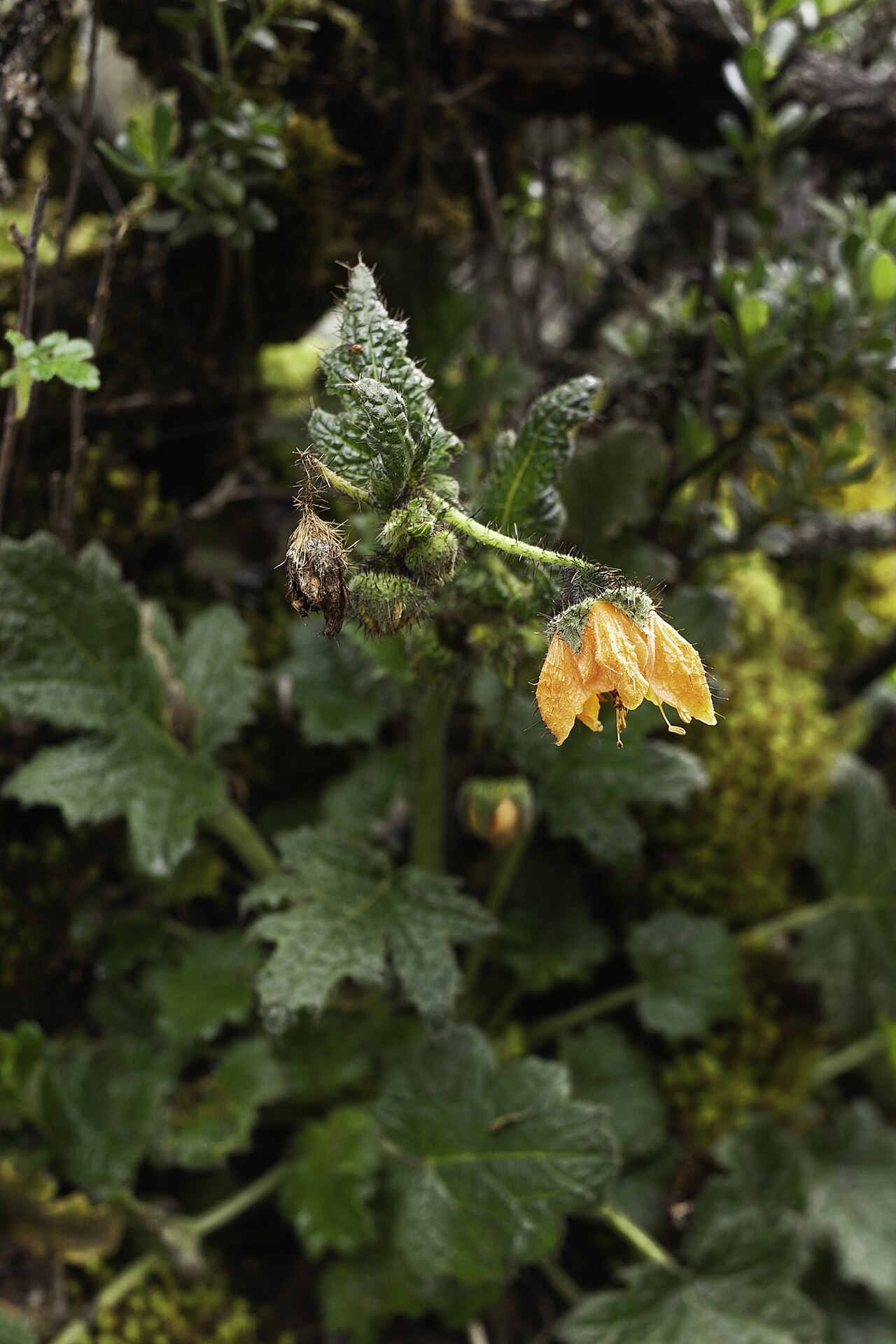 Nasa ranunculifolia: Nasa ranunculifolia en la quebrada Aquilpo. Fotografía tomada durante la expedición fotográfica en la quebrada de Aquilpo (Cordillera Blanca, Áncash) del 8 al 1