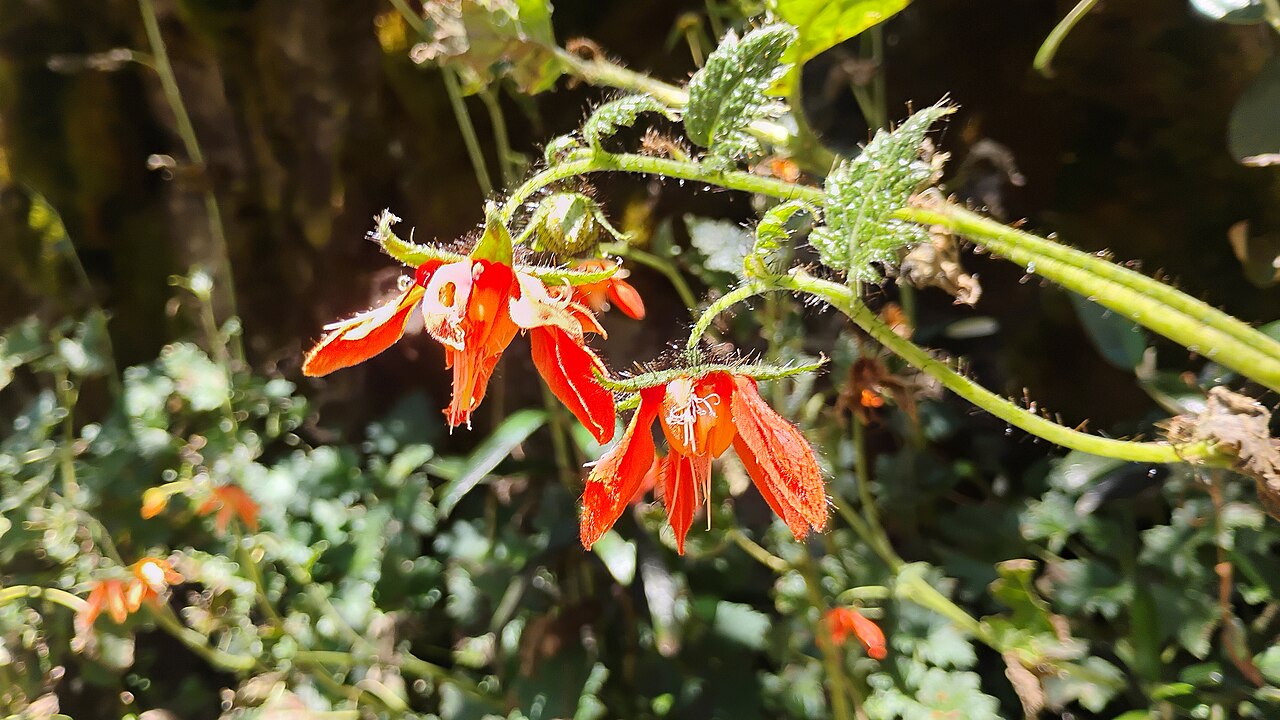 Nasa ranunculifolia: Ruta de las cuatro lagunas. Parque nacional Huascarán, Áncash, Perú