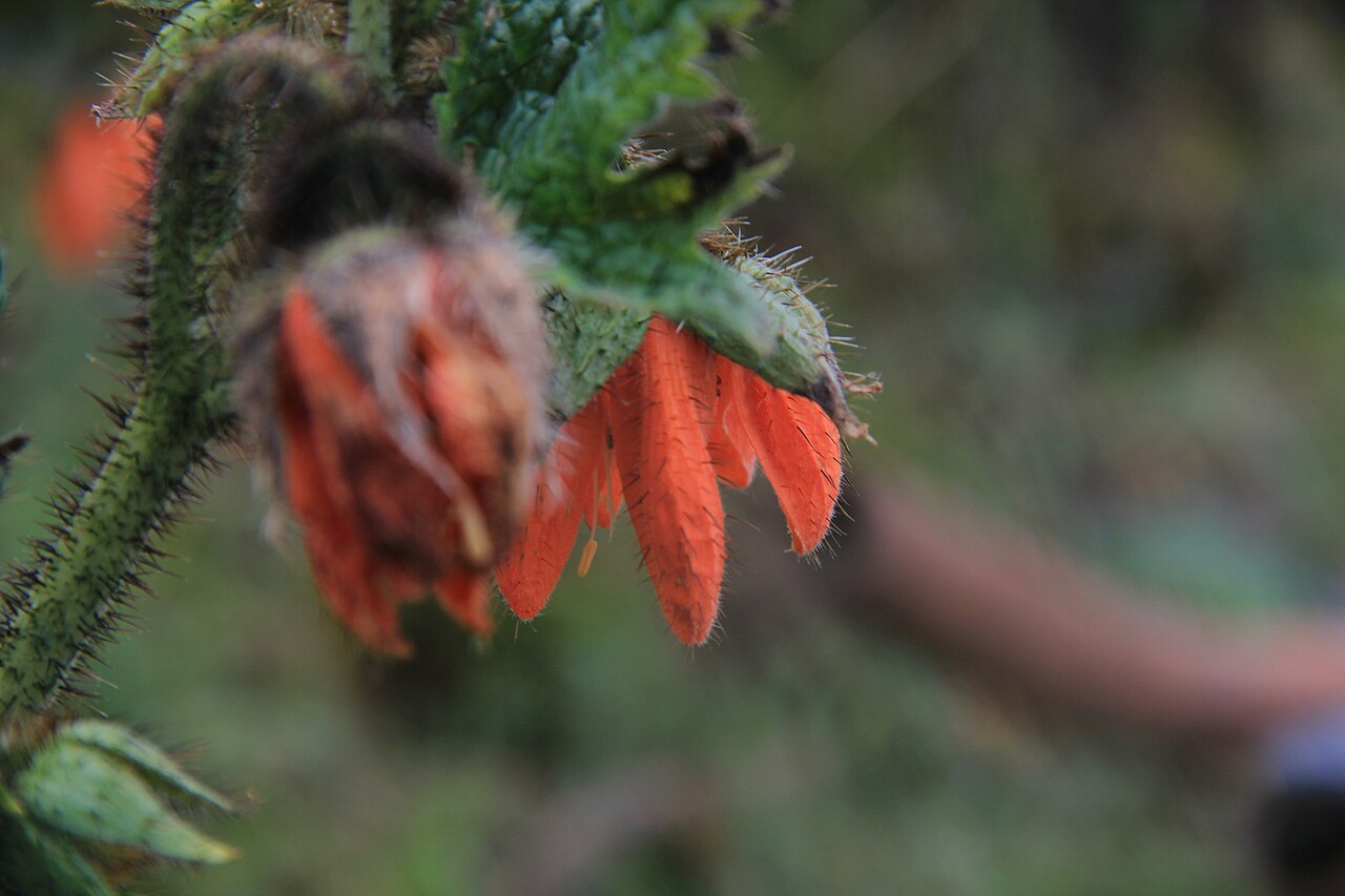 Nasa ranunculifolia: Nasa ranunculifolia cymbopetala