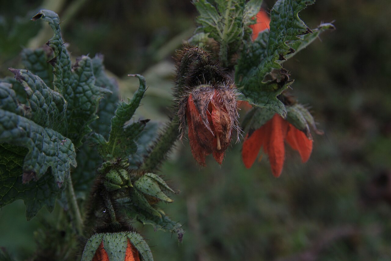 Nasa ranunculifolia: Nasa ranunculifolia cymbopetala