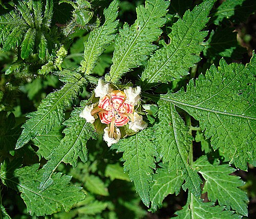 Nasa triphylla: Also known as Loasa rudis and to be felt from Guatemala to Peru. Photo from Bajo Mono, western Panama. In context at www.dixpix.ca/meso_america/Flora/caryophyll