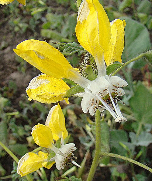 Nasa urens: An ortiga of the Peruvian coast. In context at www.dixpix.ca/sth_cordillera/flora/nettles/index.html