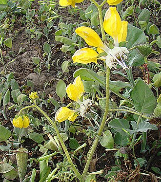 Nasa urens: From a fog-watered area north of Lima. In context at www.dixpix.ca/sth_cordillera/flora/nettles/index.html