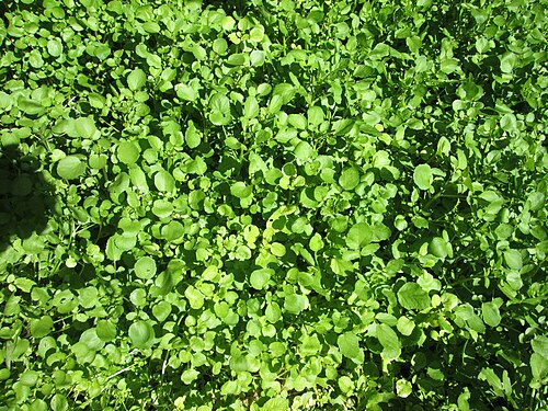 Watercress: Echte Brunnenkresse ( Nasturtium officinale ) am Schankenbrunnen am Halberg in Brebach-Fechingen