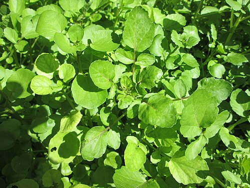 Watercress: Echte Brunnenkresse ( Nasturtium officinale ) am Schankenbrunnen am Halberg in Brebach-Fechingen