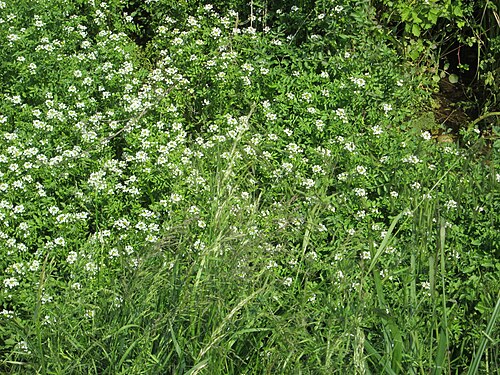 Watercress: Echte Brunnenkresse ( Nasturtium officinale ) in einem Entwässerungsgraben im Landschaftsschutzgebiet „Hockenheimer Rheinbogen“