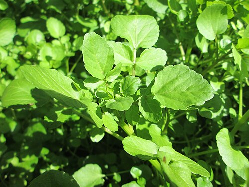 Watercress: Echte Brunnenkresse ( Nasturtium officinale ) am Schankenbrunnen am Halberg in Brebach-Fechingen