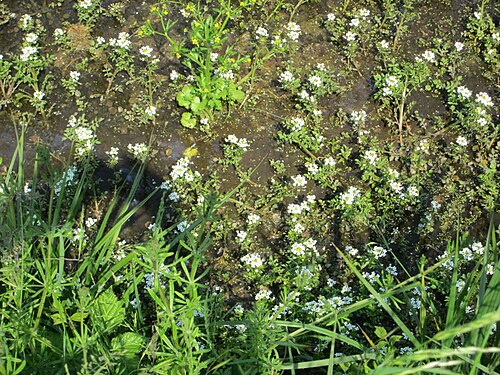 Watercress: Echte Brunnenkresse ( Nasturtium officinale ) in einem Entwässerungsgraben im Landschaftsschutzgebiet „Hockenheimer Rheinbogen“