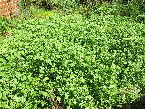Watercress: Echte Brunnenkresse ( Nasturtium officinale ) am Schankenbrunnen am Halberg in Brebach-Fechingen