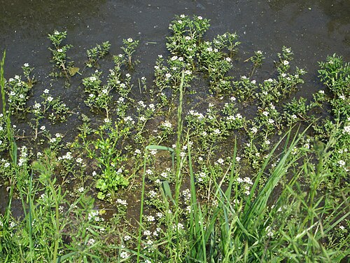 Watercress: Echte Brunnenkresse ( Nasturtium officinale ) in einem Entwässerungsgraben im Landschaftsschutzgebiet „Hockenheimer Rheinbogen“