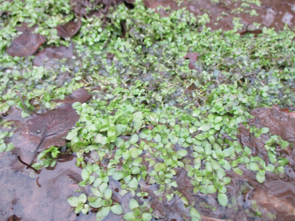 Watercress: Echte Brunnenkresse ( Nasturtium officinale ) auf der Nauwies im Steinbachtal in Malstatt