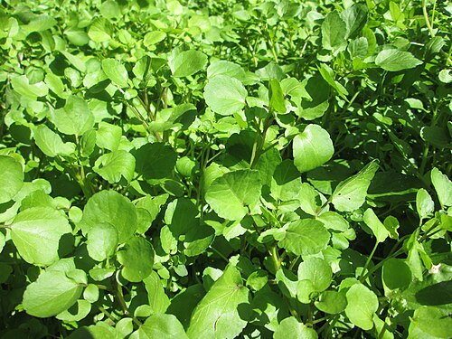 Watercress: Echte Brunnenkresse ( Nasturtium officinale ) am Schankenbrunnen am Halberg in Brebach-Fechingen