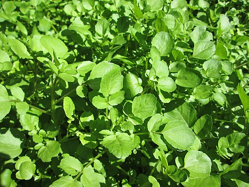 Watercress: Echte Brunnenkresse ( Nasturtium officinale ) am Schankenbrunnen am Halberg in Brebach-Fechingen