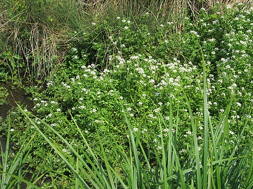 Watercress: Echte Brunnenkresse ( Nasturtium officinale ) in einem Entwässerungsgraben im Landschaftsschutzgebiet „Hockenheimer Rheinbogen“