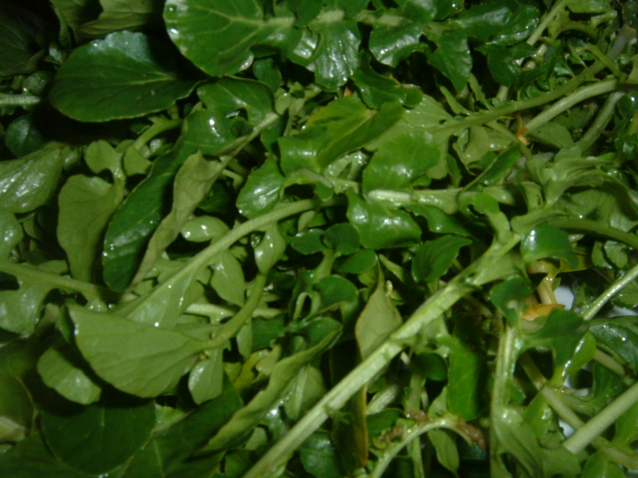 Watercress: Watercress ( Nasturtium officinale ), a water-loving plant that is used in salads and soups.