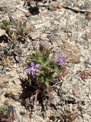 Hollyleaf pincushionplant (Navarretia atractyloides)